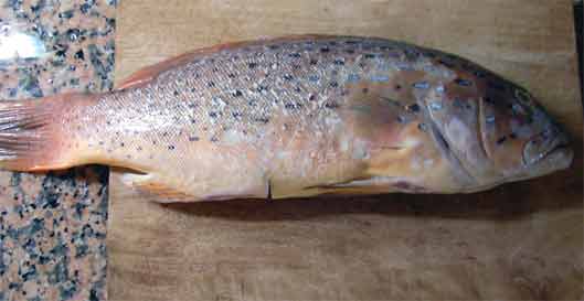 �܂Ȕ̏�̃��v���v