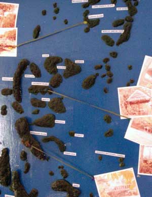 �ό��ē����ɂ͂���Ȗ͌^������܂�