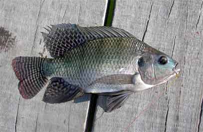 �ނ����e�B���s�A