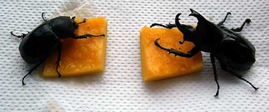 左はメス、右がオスのカブトムシです