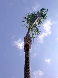 �t�̗������i���Ƃ��ꂽ?�j���q�̖�